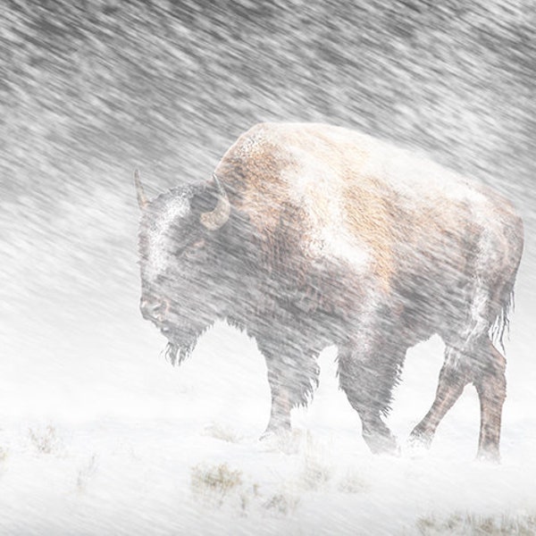 Buffalo in Winter, Yellowstone Bison, Snow Storm, Yellowstone National Park, Wildlife Photography, Animal Art, Nature Photograph, Wall Decor