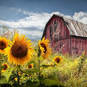 Sunflowers by Abandoned Red Barn in Rural America, Country Barn with Yellow Sunflowers, Flower Photography, Americana Michigan Landscape
