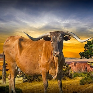 Texas Longhorn Steer Art Print: Western Cowboy Ranch Landscape