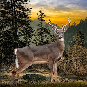Smoky Mountains Deer Photograph: National Park Wildlife Art