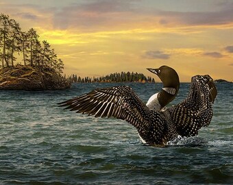 Common Loon spreading it's wings on a Northern Lake, Fine Art Waterfowl Photograph, Bird Nature Photography, Fine Art Wall Decor Photograph