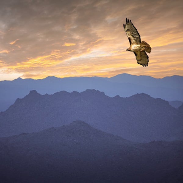 Soaring Red Tailed Hawk at Sunset - A Fine Art Photograph