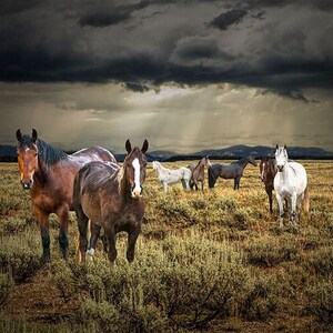 Western Landscape Photograph: Mustang Horses Grazing in Sunburst Sky