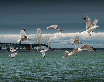 Gulls Flying in Mackinaw City by the Mackinac Bridge at the Straits, Flock of Gulls, Lake Michigan, Lake Huron, Michigan Seascape Photograph