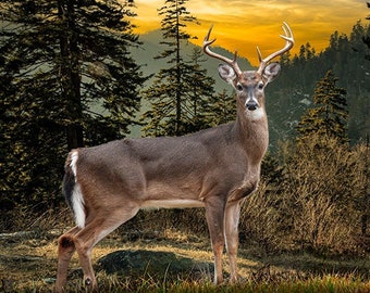 White Tail Buck Deer in the Smoky Mountains, National Park Wildlife, Buck with Antlers, Big Game Deer Hunting, Nature Art Photograph.