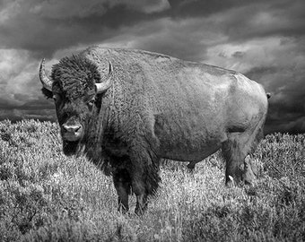 Buffalo Art, American Bison, Wyoming Grassland, Yellowstone National Park, Black and White, Buffalo Wildlife, Animal Photograph, Big Game