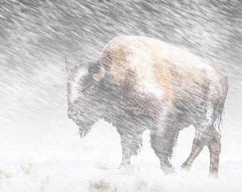 Buffalo in Winter, Yellowstone Bison, Snow Storm, Yellowstone National Park, Wildlife Photography, Animal Art, Nature Photograph, Wall Decor