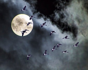 Canada Geese Flock Flying across the Harvest Moon in West Michigan, A Fine Art Migratory Bird Nature Photograph, Geese at Night