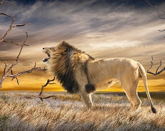African Lion the King of Beasts, The Lion Roars Tonight, African Landscape, Wildlife Photography, Big Game, Animal Art, Nature Landscape