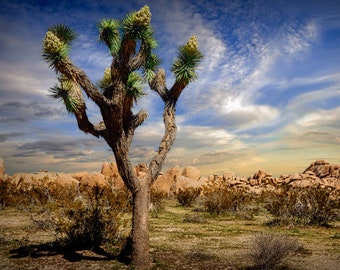 Joshua Tree, Mojave Desert, National Park, Desert Tree, San Bernardino Mountains, Southern California, California Landscape, Fine Art