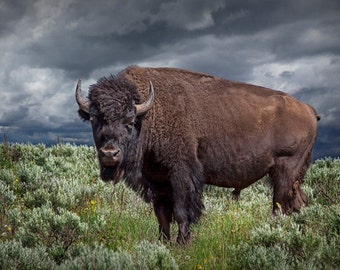 Buffalo Photograph, American Buffalo in Yellowstone National Park, Wyoming Bison, Wildlife Photography, Western Art, Landscape Photograph.