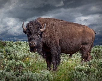 Bison Photograph, American Buffalo, Yellowstone, National Park, Wyoming, Wildlife Photography, Animal Art, Landscape, Nature Photography