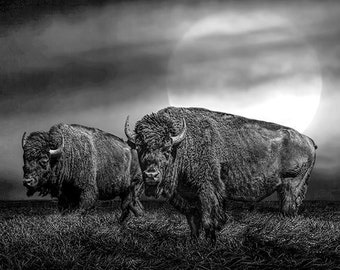American Buffalo under a Super Moon Rise, Two, Bison on the Western Prairie, Black and White, Sepia, Western Wildlife, Landscape, Photograph