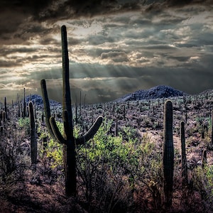 Saguaro Cactus Sunrise Photograph: Arizona Desert Landscape Wall Art