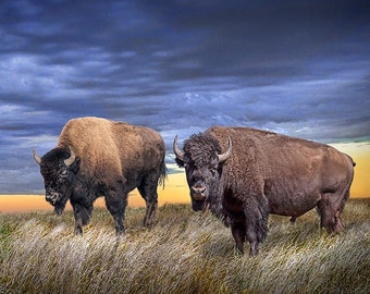 American Buffalo on the Prairie at Sunset, Buffalo Photo Print,, Bison Wall Decor, Western Art, Fine Art Photograph, Western Landscape