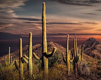 Saguaro Cactus Sunset Print: Arizona Desert Landscape Photography