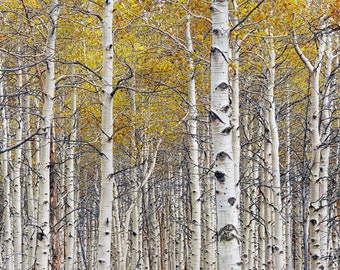 White Birch Tree Grove, Birch Tree Art, Aspen Tree Art, Birch Trees, Birch Wall Decor, Birch Tree Print, Birch Forest, Autumn Landscape