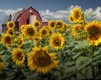 Yellow Sunflowers, Sunflower Field, Golden Sunflowers, Red Barn, Cloudy Blue Sky, Rural Michigan, Flower Photography, Michigan Landscape