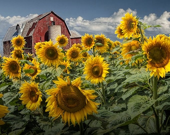 Sunflower Field Photography: Red Barn, Cloudy Sky, Michigan Landscape