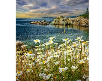 Yellow Daisy, Acadia National Park, Mount Desert Island, Maine Landscape, Fine Art Seascape, Flower Photography, National Shoreline , Photo