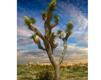 Joshua Tree, National Park, California Photography, Mojave Desert, San Bernardino, Western Art, Landscape Photograph, Cactus Photograph