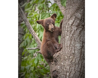 Black Bear Cub, Wildlife Photography, Bear Photography, Northern Minnesota Woods, Vince Shute Wildlife Sanctuary, Nature Photograph
