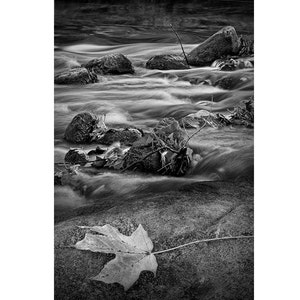 Maple Leaf Black and White Fine Art Landscape Photograph