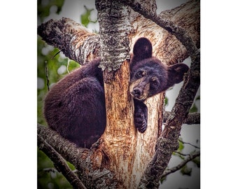 Black Bear Cub, Black Bear Art, Wildlife Photography, Vince Shute, Wildlife Sanctuary, Northern Minnesota, Wild Animal Photograph, Art Print