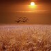 Reviewed by Anonymous reviewed Photograph of Gulls flying over a Wheat Field at Sunset