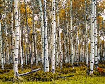 Birch Tree Grove in Fall with Autumn Leaves Medium Format Film Scan No.0007 Panorama Landscape Photograph