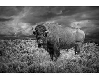 Yellowstone Buffalo Print: Black and White Bison Photography