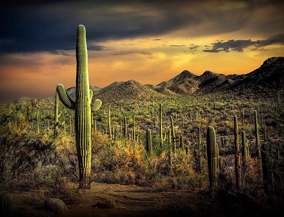 Parque Nacional Saguaro, Tucson Arizona, Cacto Saguaro, Cacto Saguaro,  Puesta de sol del suroeste, Árbol del desierto, Paisaje del desierto,  Fotografía de Arizona -  México