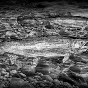 Michigan Steelhead Rainbow Trout Spawning Migration on a Trout Stream No.6BW A Fine Art Fish Photograph