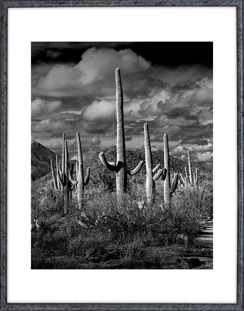Saguaro Cactus National Park Tucson Arizona Sonoran Desert - Etsy