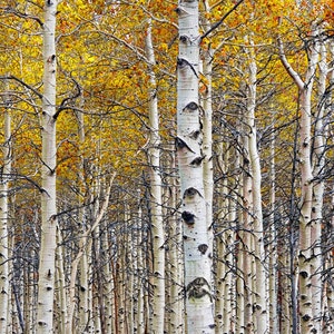 Birch Tree Forest Grove with Autumn Yellow Orange Colors No.0642 A Fine Art Fall Landscape Photograph image 1