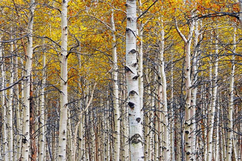 Birch Tree Forest Grove with Autumn Yellow Orange Colors No.0642 A Fine Art Fall Landscape Photograph image 1