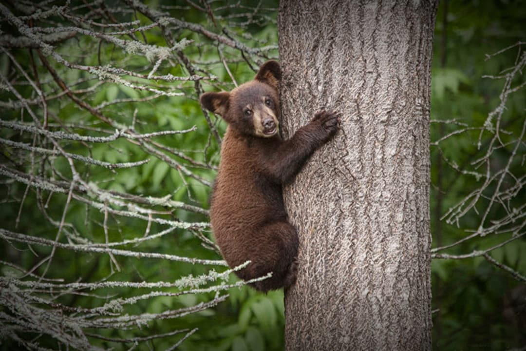 Black Bear Cub, Bear Cub, Black Bear, Bear Climbing, Tree