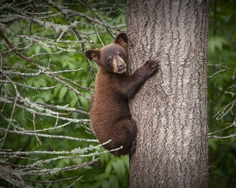 Black Bear Cub, Bear Cub, Black Bear, Bear climbing, Tree Trunk, Minnesota Woods, Vince Shute, Wildlife Sanctuary, Wildlife Photograph