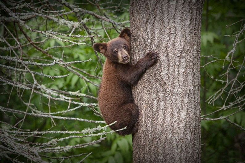 Black Bear Cub, Bear Cub, Black Bear, Bear climbing, Tree Trunk, Minnesota Woods, Vince Shute, Wildlife Sanctuary, Wildlife Photograph image 1
