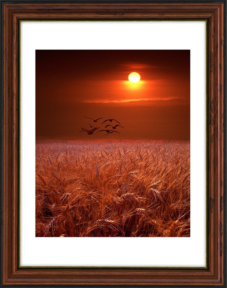 Gulls flying over a Golden Wheat Field at Sunset in Michigan image 1