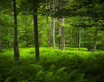 Green Ferns in a Vermont Woodland Forest near Kettle Pond State Park No.035 - A Horizontal Fine Art Landscape Nature Photograph