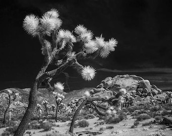 Joshua Trees and Boulders, National Park, Infrared Photograph, Black and White, Sepia Tone, Joshua Tree, California Landscape, Wall Decor