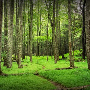 A Woodland Forest Trail Path Panorama in Cade&#39;s Cove in The Great Smoky Mountains in Tennessee No.478 Appalachia Color Landscape Photography
