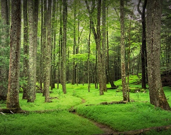 A Woodland Forest Trail Path Panorama in Cade's Cove in The Great Smoky Mountains in Tennessee No.478 Appalachia Color Landscape Photography