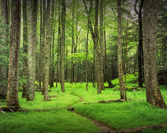 Appalachian Forest Trail Photography Print, Cade's Cove Panorama