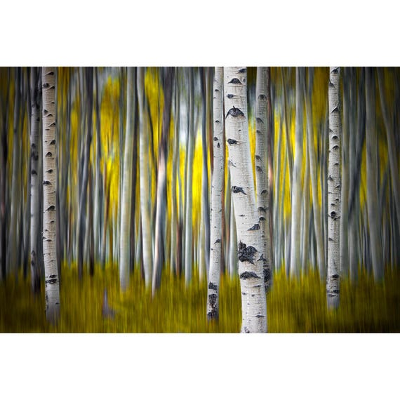 Aspen Tree Grove in Autumn Print: A White Birch Aspen Fall Landscape Photograph