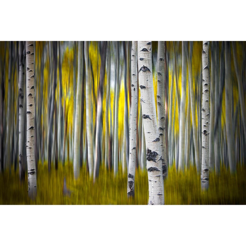 May include: A forest scene featuring multiple white birch tree trunks with dark horizontal markings standing vertically against a blurred background of vibrant yellow foliage and tall grass, creating a sense of depth and motion in the woods.