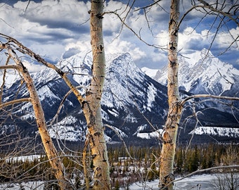 Rocky Mountain Range with Birch Trees in Winter by the east entrance to Jasper National Park Alberta Canada No.020 - A Panorama Photograph