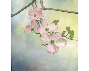 Dogwood Tree Blossom Flower Art, Contemporary Modern Art Flower Image, Flower Nature Photograph, Home Office Wall Decor, Canvas Wraps