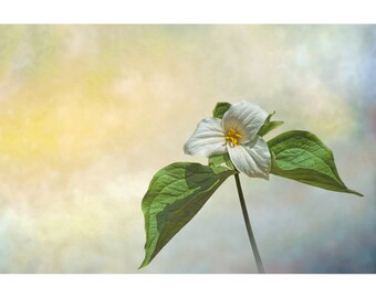 Trillium Wildflower Flower Art, Contemporary Modern Art Flower Image, Flower Nature Photograph, Home Office Wall Decor, Canvas Wraps